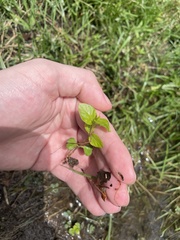 Angiospermae