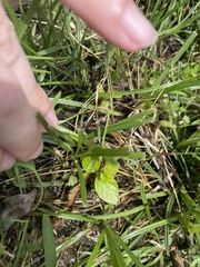 Angiospermae