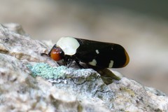 Phymatostetha karenia