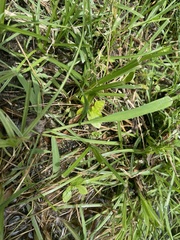 Angiospermae