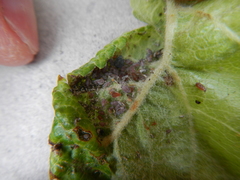 Dysaphis plantaginea