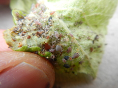 Dysaphis plantaginea