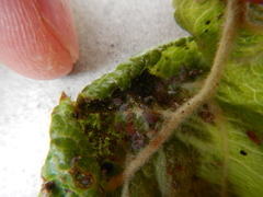 Dysaphis plantaginea