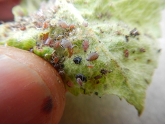 Dysaphis plantaginea