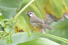 Pterorhinus sannio