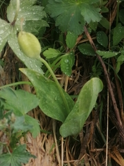 Erythronium sibiricum