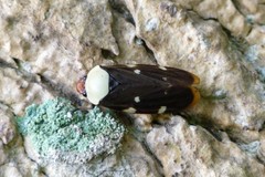 Phymatostetha karenia