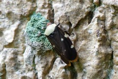 Phymatostetha karenia