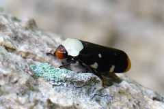 Phymatostetha karenia