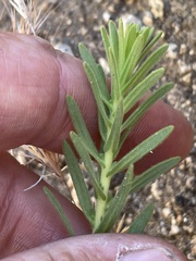 Deinandra floribunda