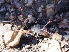 Eriogonum nidularium