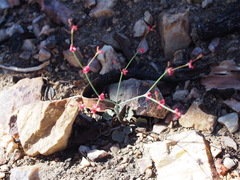Eriogonum nidularium