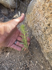 Deinandra floribunda