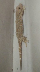 Gekko gecko