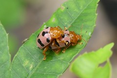 Podontia affinis