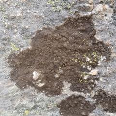 Protoparmelia montagnei
