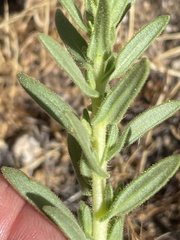 Deinandra floribunda