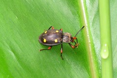 Eumorphus quadriguttatus