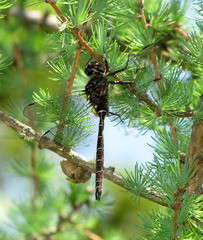 Somatochlora cingulata