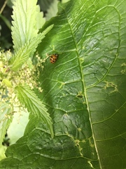 Psyllobora vigintiduopunctata