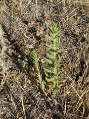 Deinandra floribunda