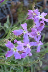 Matthiola fruticulosa