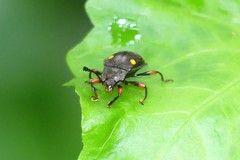 Eumorphus quadriguttatus