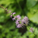 Astilbe microphylla - Photo (c) Keita Watanabe, algunos derechos reservados (CC BY-NC), subido por Keita Watanabe