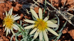 Tragopogon buphthalmoides