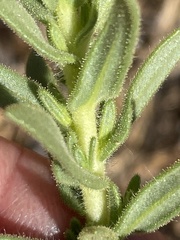 Deinandra floribunda