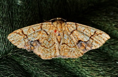 Nematocampa arenosa