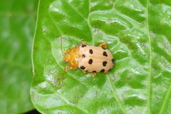 Podontia quatuordecimpunctata
