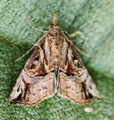 Hypena gueenealis