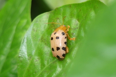 Podontia quatuordecimpunctata