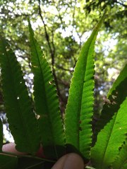 Bolbitis angustipinna