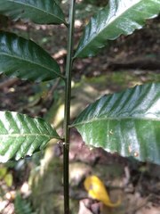 Bolbitis angustipinna