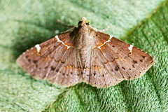 Antiblemma lacteigera