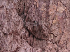 Austroaeschna inermis