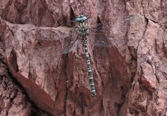 Austroaeschna inermis