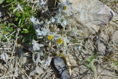 Thymophylla micropoides