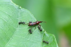 Cyphagogini