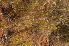 Schizachyrium condensatum