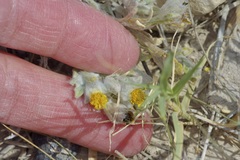 Thymophylla micropoides