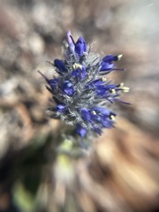Veronica alaskensis