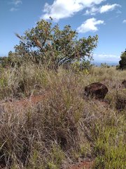 Andropogon bicornis