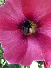 Bombus ignitus