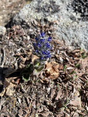 Veronica alaskensis