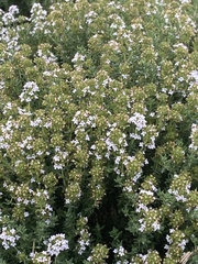 Thymus vulgaris