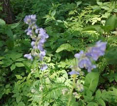 Polemonium caeruleum