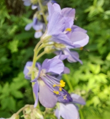 Polemonium caeruleum